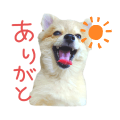 [LINEスタンプ] ポメラニアン♂のスタンプ