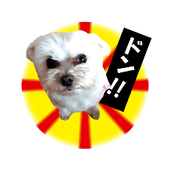 [LINEスタンプ] いぬみょん