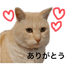 [LINEスタンプ] ネコ ウサギ