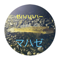 [LINEスタンプ] お魚祭り！！