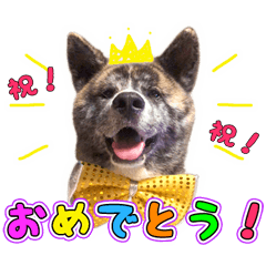 [LINEスタンプ] 虎毛秋田犬 秋馬とお菊
