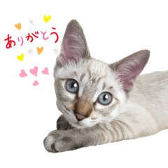 [LINEスタンプ] 猫で伝える日常