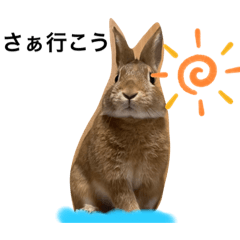 [LINEスタンプ] アホうさぎハンナの画像（メイン）