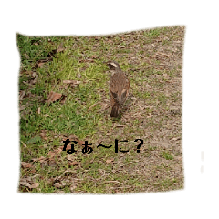 [LINEスタンプ] 写真を使って（6）の画像（メイン）