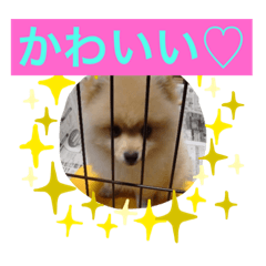 [LINEスタンプ] かわいい♡犬と猫♡