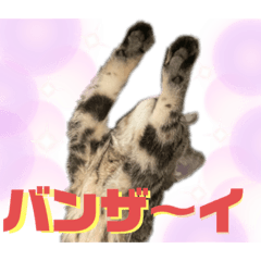 [LINEスタンプ] ひまにゃん11