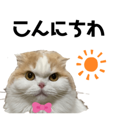 [LINEスタンプ] スコニャのつぶやき