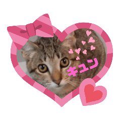 [LINEスタンプ] きじねこ❤ミール君