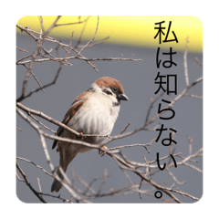 [LINEスタンプ] 新米カメラマンのスタンプ。