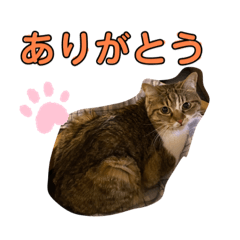 [LINEスタンプ] とむとべるのスタンプ