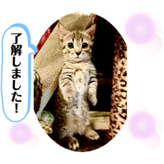 [LINEスタンプ] ま〜之助の日時会話(マンチカン短足)