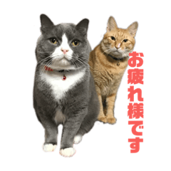 [LINEスタンプ] 犬猫三昧