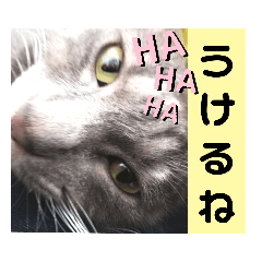 [LINEスタンプ] 心の友ネコ「にゃかの先生」第3段