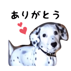 [LINEスタンプ] とっても使いやすいアニー犬スタンプ
