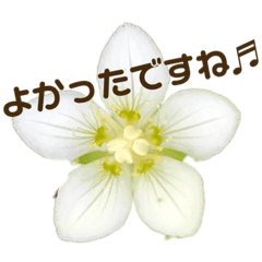 [LINEスタンプ] 花すたんぷ 大人③