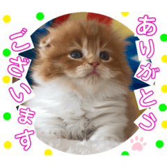 [LINEスタンプ] ねこまーち もちもちマンチカン