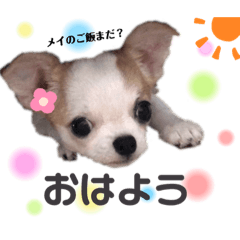[LINEスタンプ] メイちゃん♡スタンプ