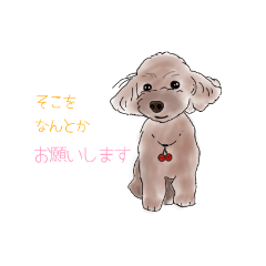 [LINEスタンプ] 礼儀正しいトイプー