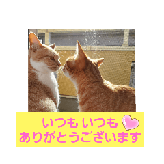 [LINEスタンプ] おもしろい写真スタンプ