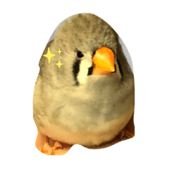 [LINEスタンプ] キンカチョウのピィーちゃん