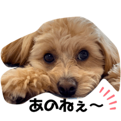 [LINEスタンプ] ちわぷーらぶ