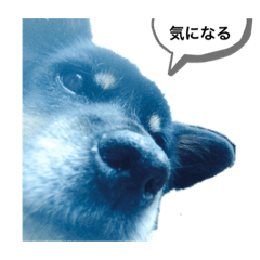 [LINEスタンプ] 鈴木家の犬 ななちゃん＆みみちゃん