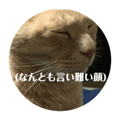 [LINEスタンプ] 我が家の飼い猫スタンプ 4