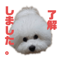 [LINEスタンプ] ビションフリーゼ チャチャ君No.1