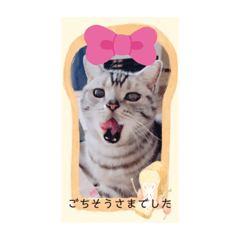 [LINEスタンプ] にゃんこと楽しむ♪