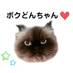 [LINEスタンプ] ヒマラヤンのどんちゃん