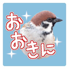 [LINEスタンプ] 大阪のすずめさん (野鳥写真スタンプ2）の画像（メイン）