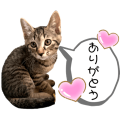 [LINEスタンプ] 可愛い猫ちゃんず