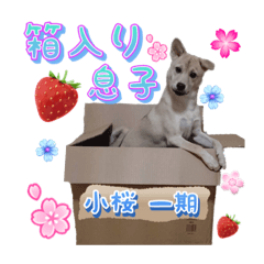 [LINEスタンプ] 劇団花吹雪☆アイドル犬 一期スタンプ♡