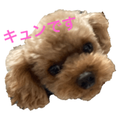 [LINEスタンプ] 可愛いトイプー、メルの挨拶スタンプ