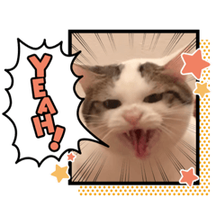 [LINEスタンプ] ひのき猫デコレーションスタンプ