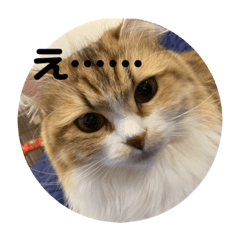[LINEスタンプ] マンチカンのチャコ