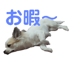 [LINEスタンプ] コレットスタンプ