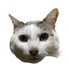 [LINEスタンプ] マルちゃんです。