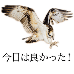 [LINEスタンプ] 野鳥撮影3