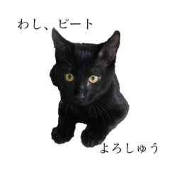 [LINEスタンプ] 黒猫ピート