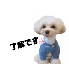 [LINEスタンプ] わんわん毎日スタンプ