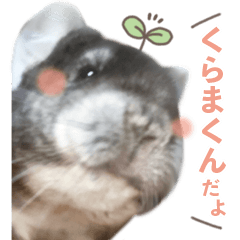 [LINEスタンプ] チンチラのくらまくん♡