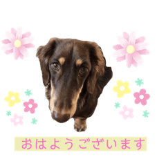 [LINEスタンプ] そらまめくんスタンプ Part.2
