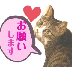 [LINEスタンプ] しらすといくら4
