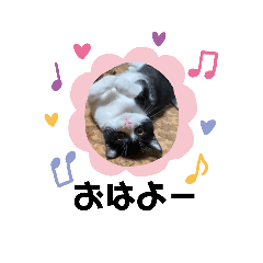 [LINEスタンプ] はちわれねこ。