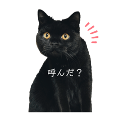 [LINEスタンプ] 黒猫うにだニャ〜！！