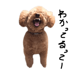 [LINEスタンプ] inu家