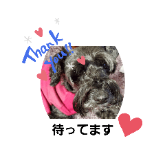 [LINEスタンプ] アンコちゃんシリーズ①