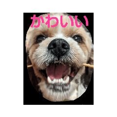 [LINEスタンプ] キャバシーズ・ノアのスタンプ7