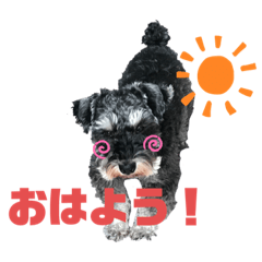 [LINEスタンプ] ジョン・万次郎（＆ちゃっぴー）